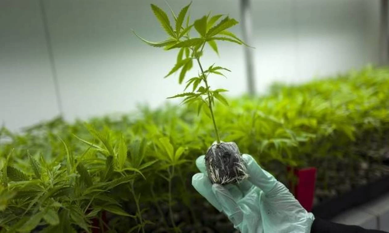 ΕΟΦ: Προσοχή στα «θαυματουργά» προϊόντα κάνναβης